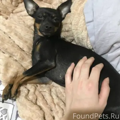 Пропала девочка той-терьер Боня, район ЗАГСа