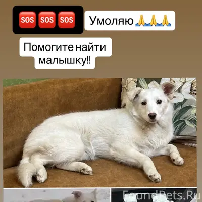 Пропала собака, частный сектор