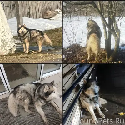 Найден хаски, Волосово