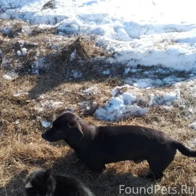 Пропал метис таксы Лёвик