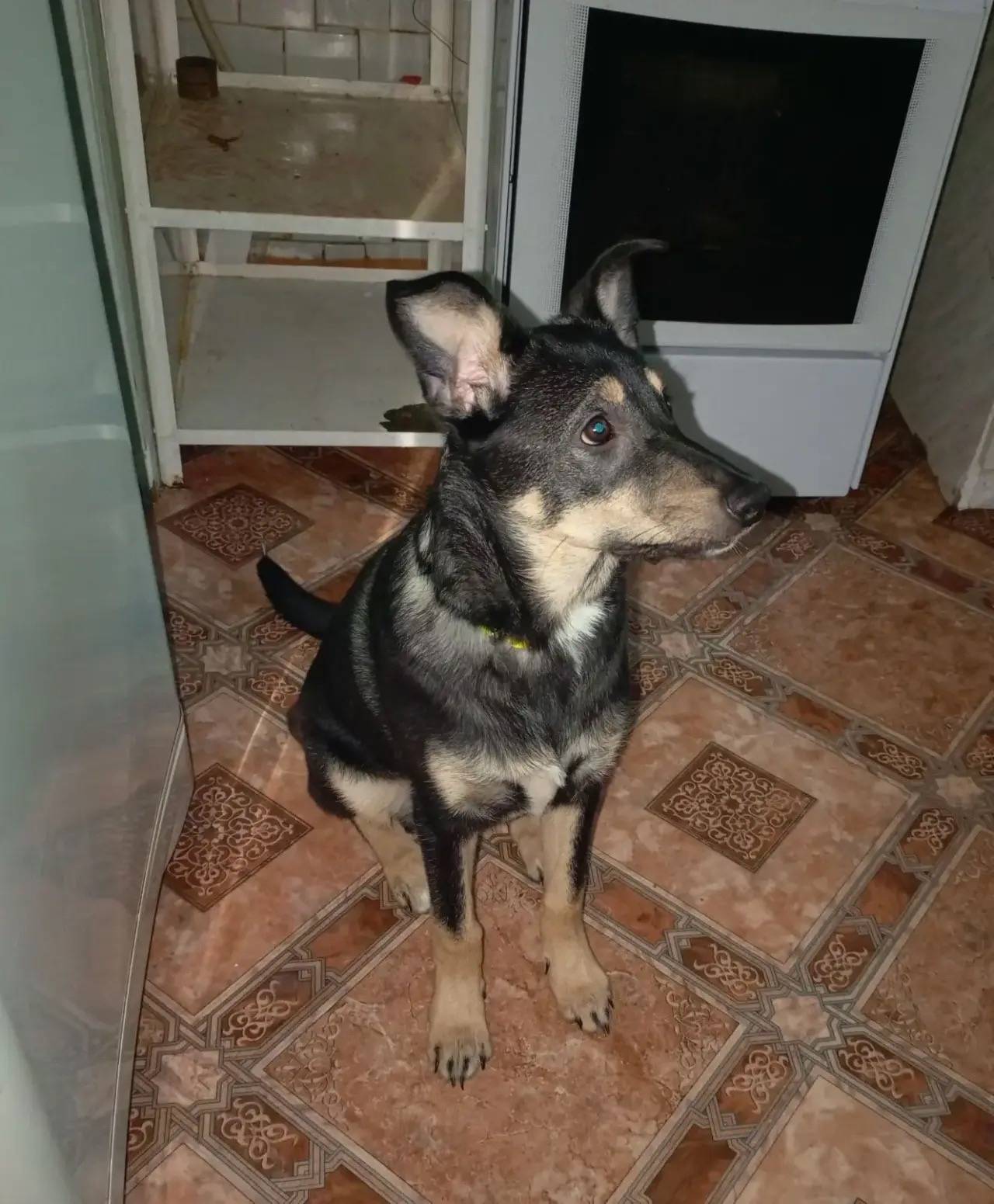 Пропала собака, район 60-Летия Октября