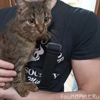 Найден котёнок, ул. Белоконской, 12 Б