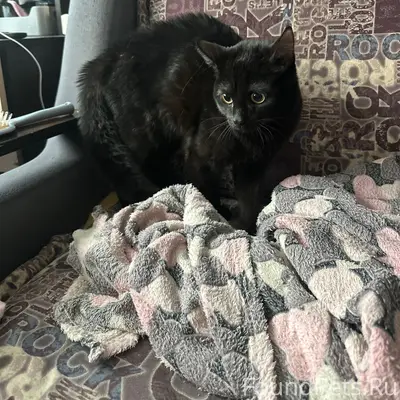 Найден котик, подъезд дома 12 по улице Есенина