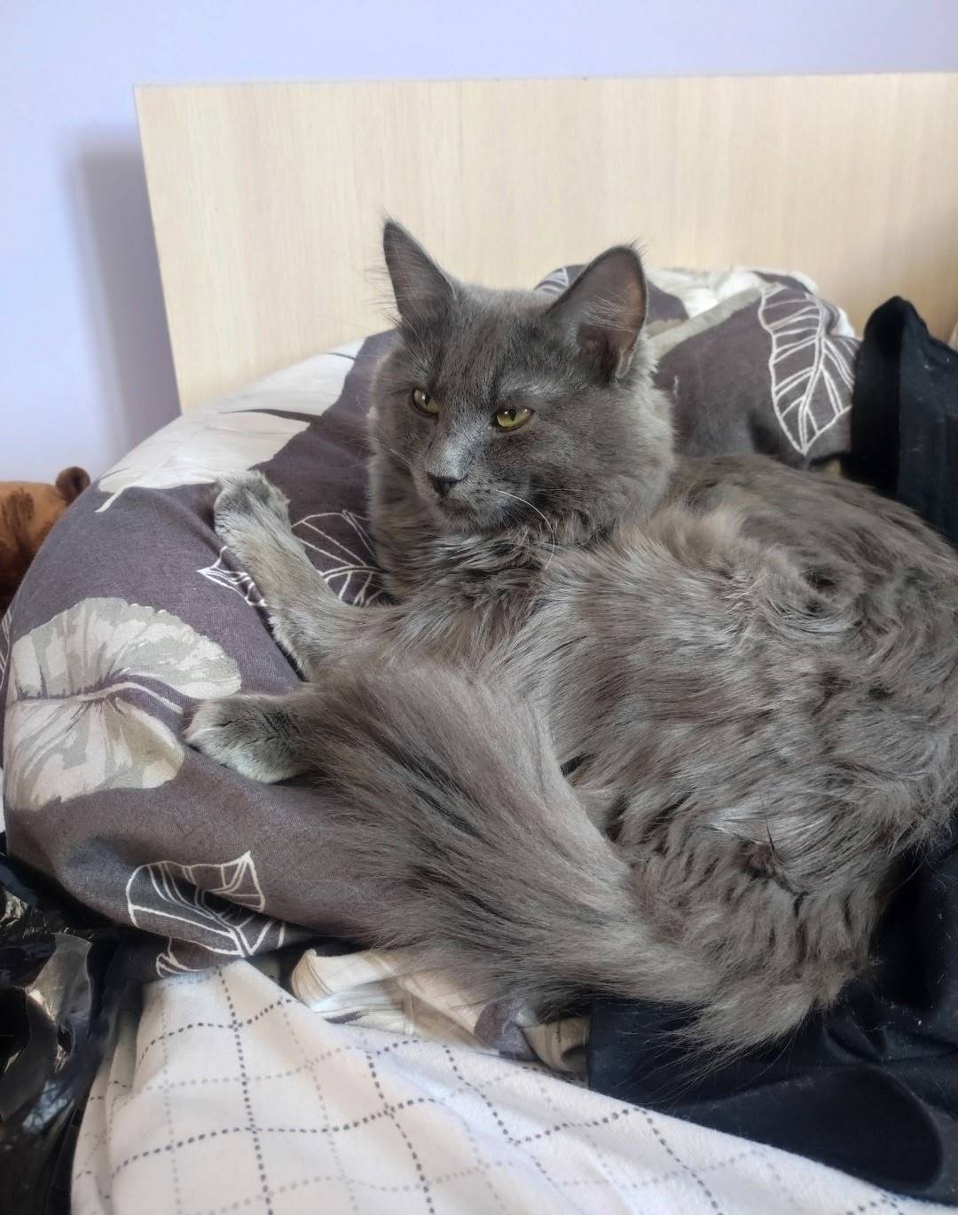 Пропал кот Токсик, район Благоева 6А