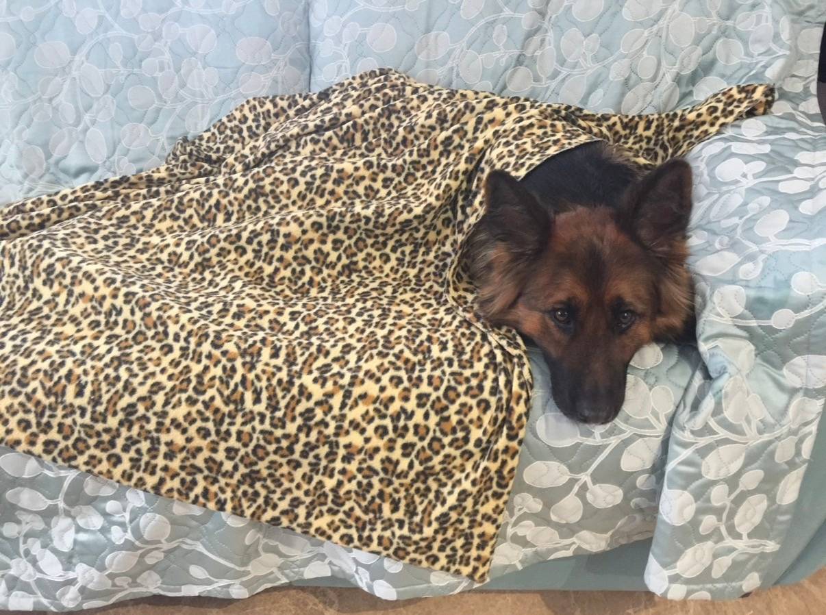 Пропала собака, Большие и Малые клыки, Царицыно