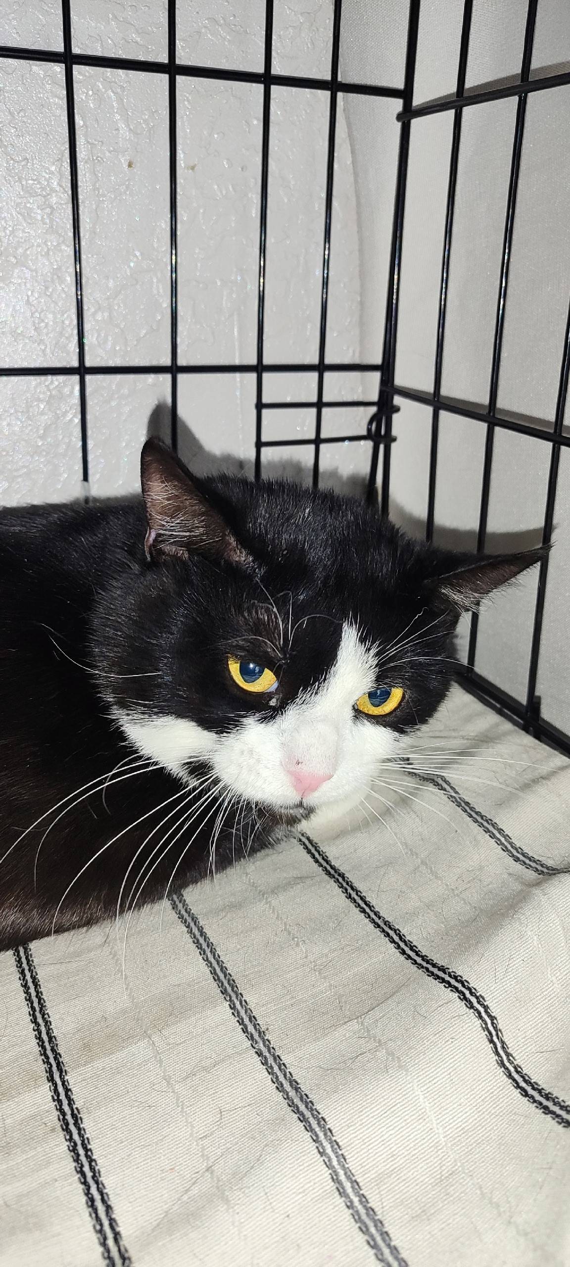 Найдена кошка, [место не указано]