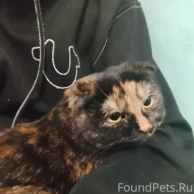 Найдена кошка, подъезд возле кафе 'пельмешка'