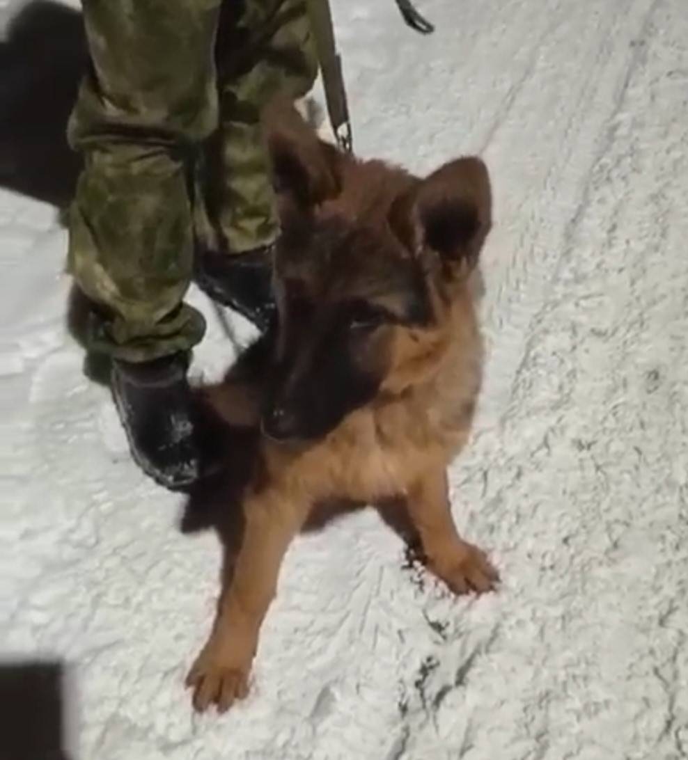 Пропала овчарка Линда