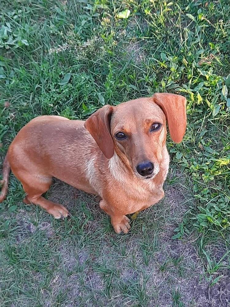 Пропала такса Джеки, с. Вагайцево