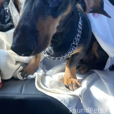 Найден а такса, Красноярск