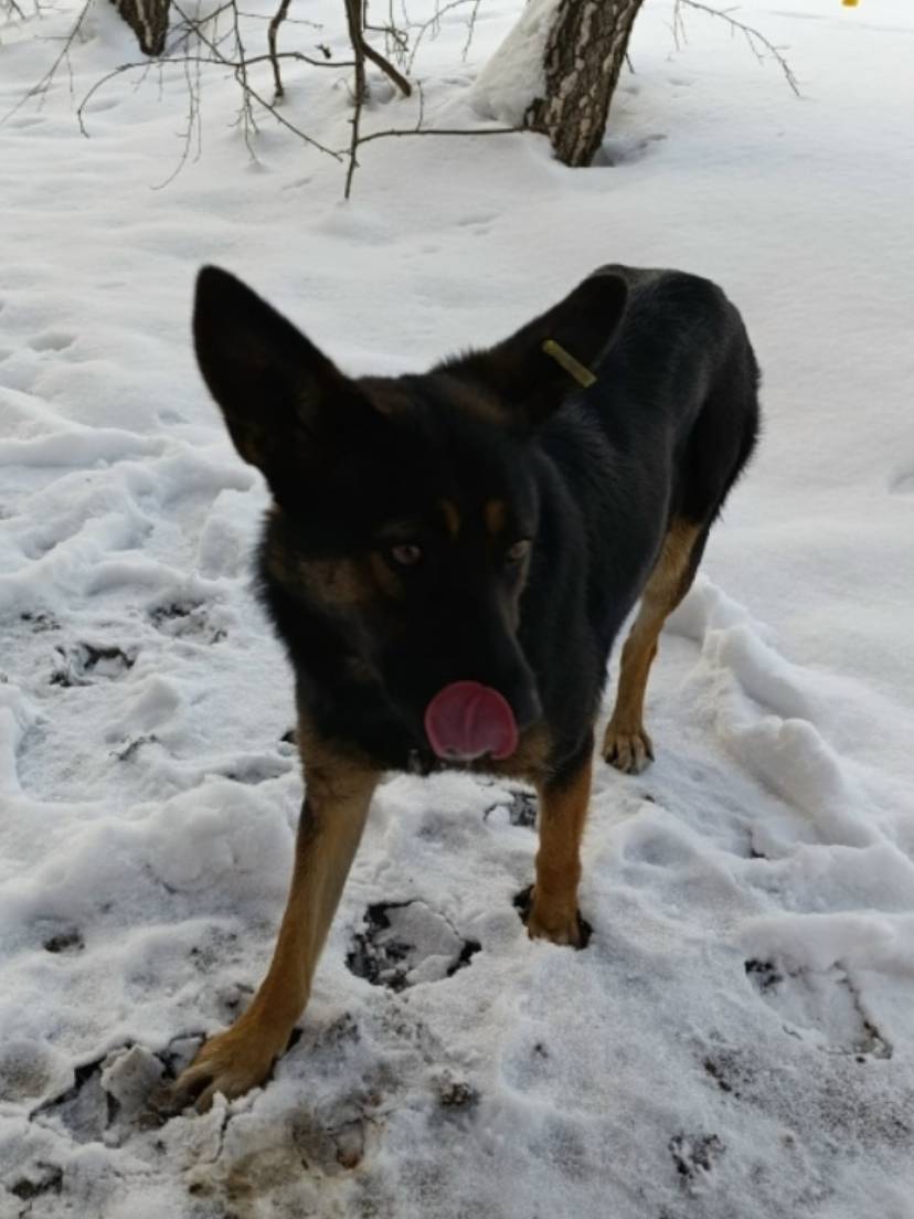 Пропала бездомная собака, Октябрьский район