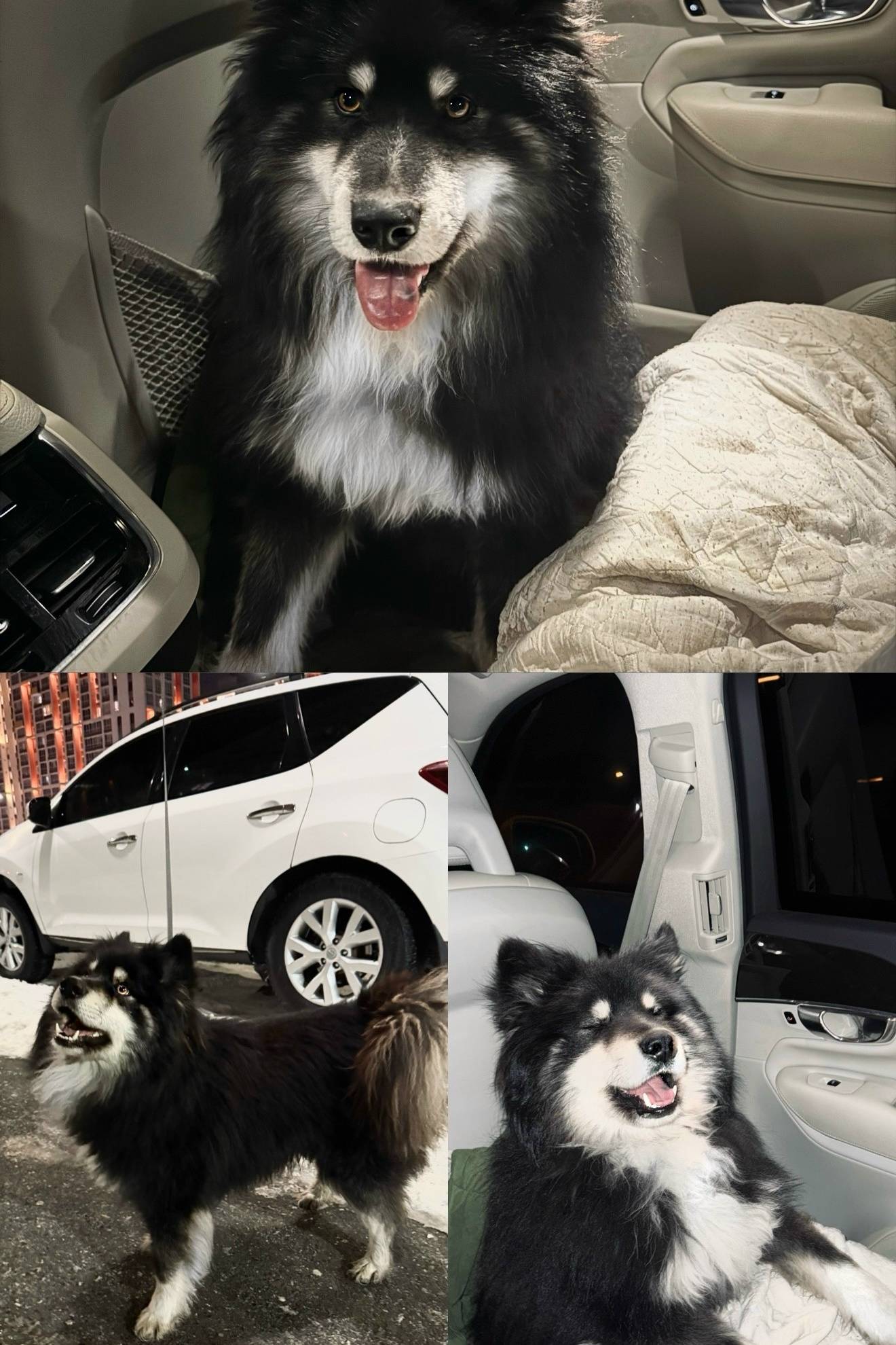 Найден пёс, Зарека