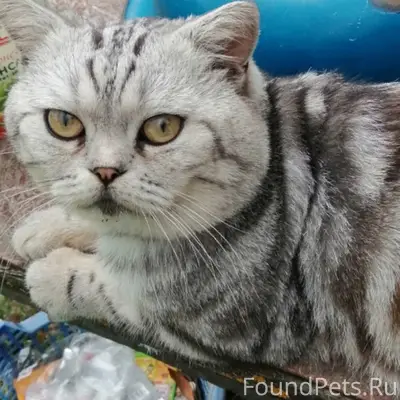 Пропал кот, свяжитесь по номеру 89066177994