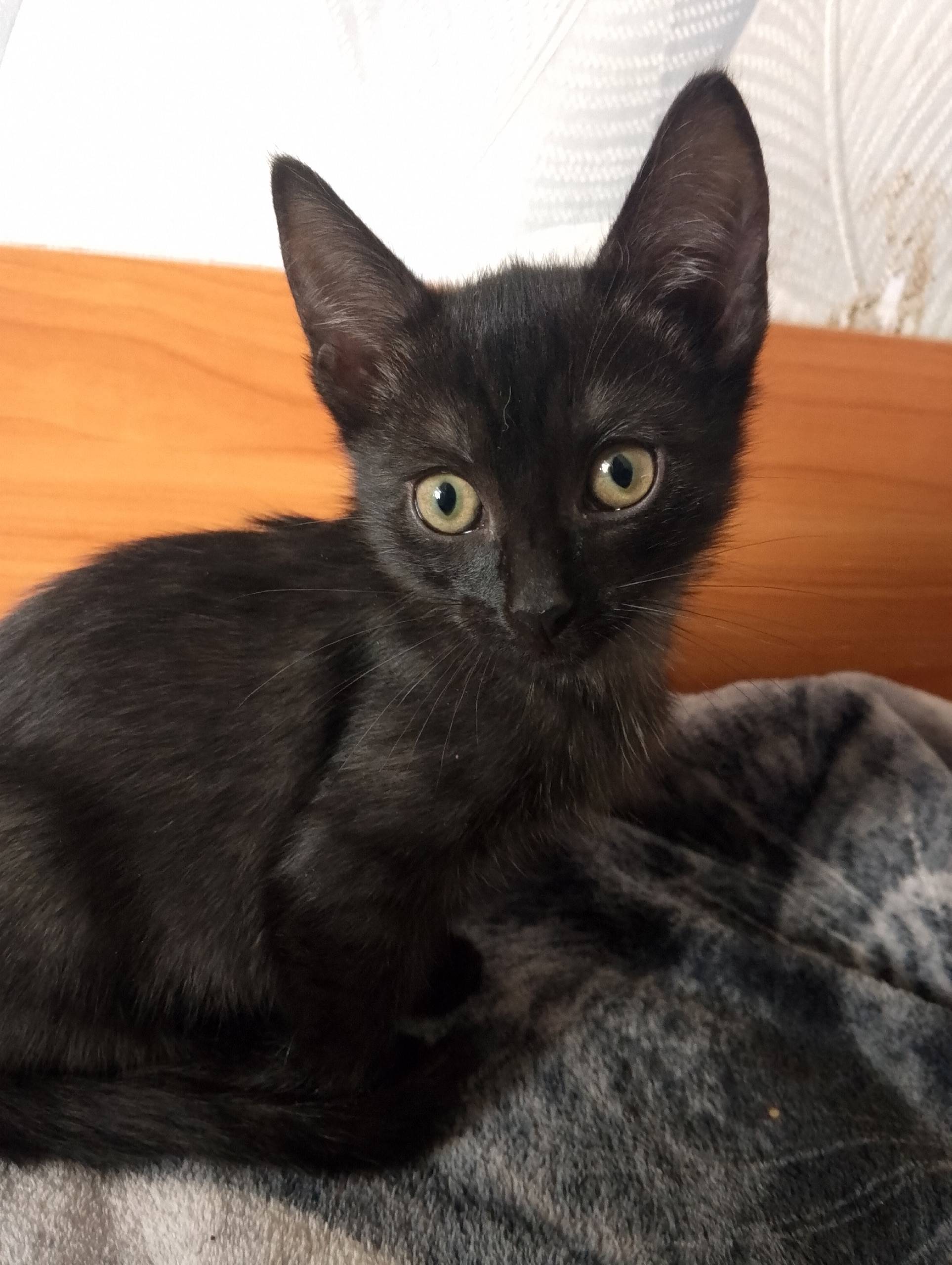 Пропал котёнок, сорок лет победы