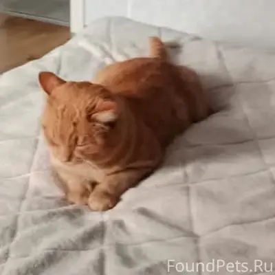 Пропал кот, район пл. Ленина