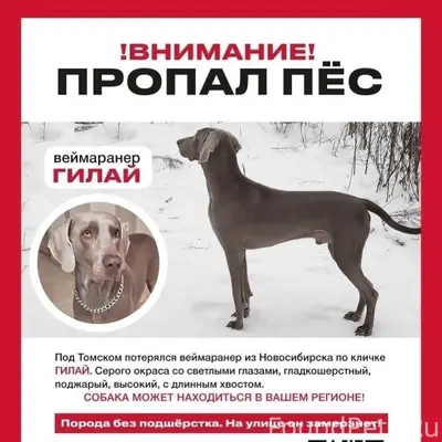Пропал веймаранер Гилай, Новосибирск/Томск