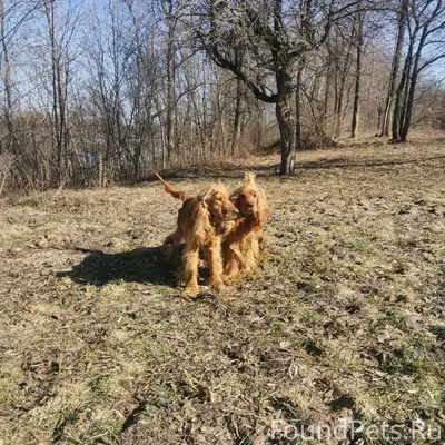Пропавшие английские кокер-спаниели, деревня Скиток