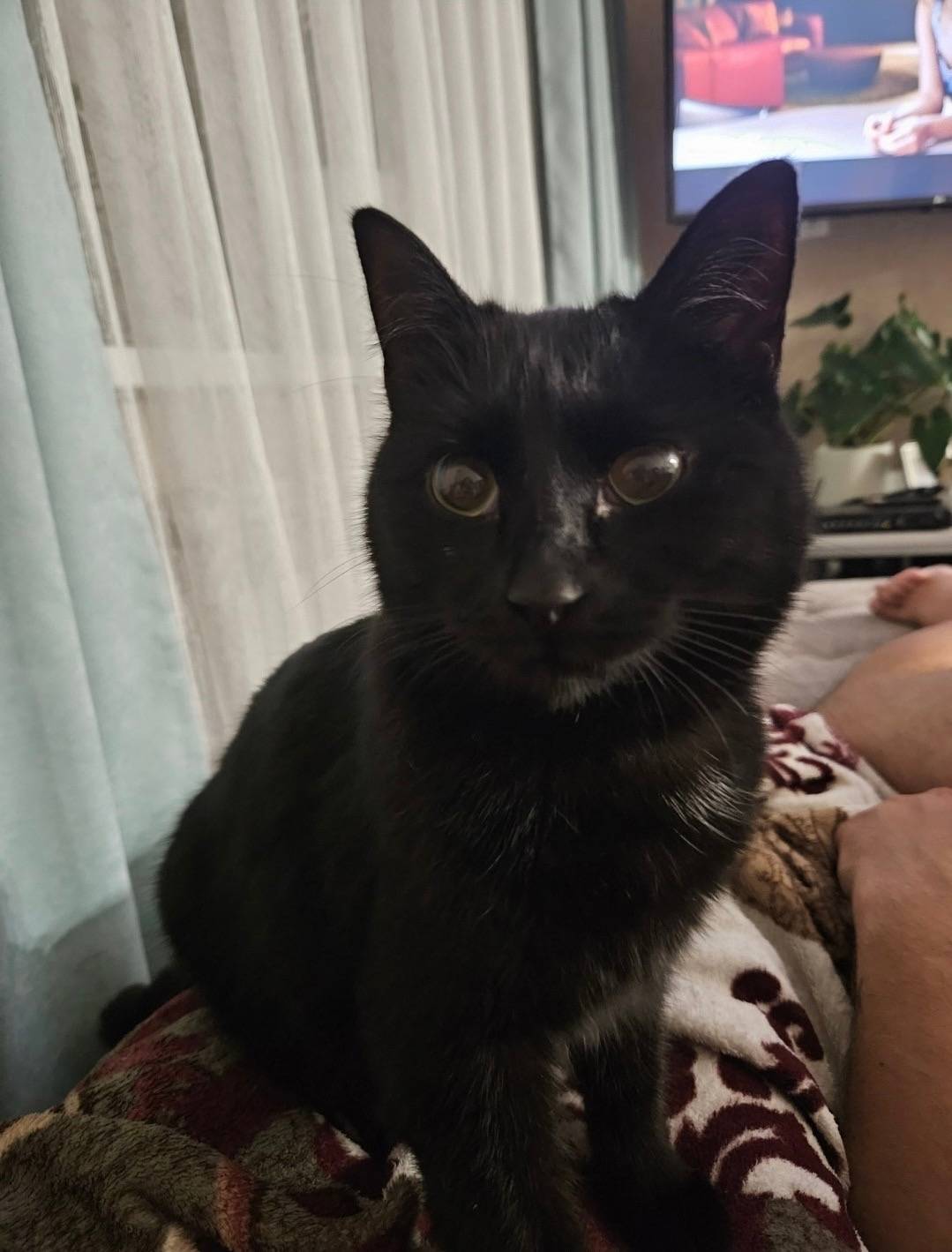 Пропала чёрная кошка Багира, дер. Бирюлино