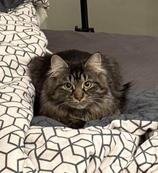 Пропала кошка Мия, смесь мейкуна, Проспект Толстого