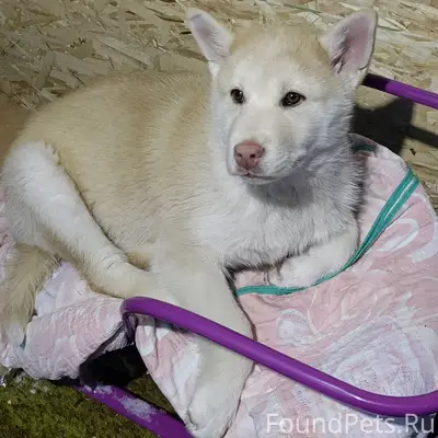 Пропал щенок, ул. Калинина