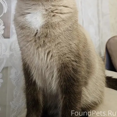 Пропал кот, Новостройка