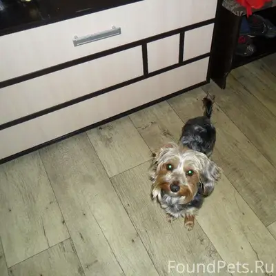 Пропал йоркширский терьер Альф, п. Колхозный