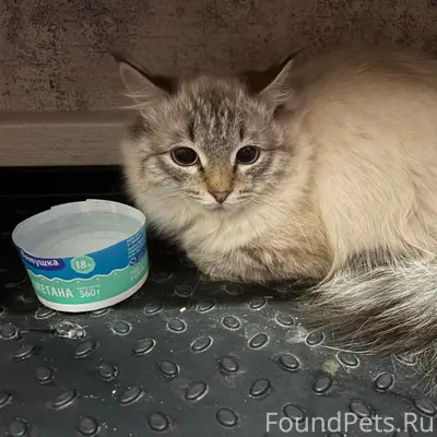 Найдена кошка, Солнечная 35