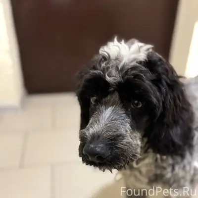 Пропал щенок кобель по кличке Сэм