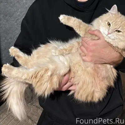 Пропал кот Мурлык, Октябрьская 85