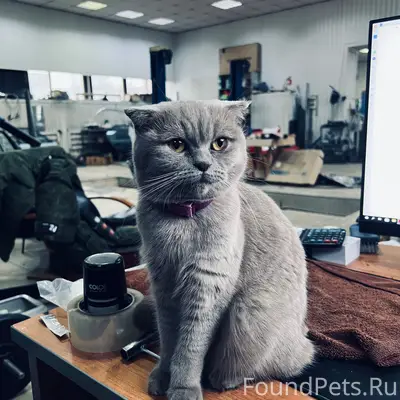 Пропала кошка Мика, Башня ВРС