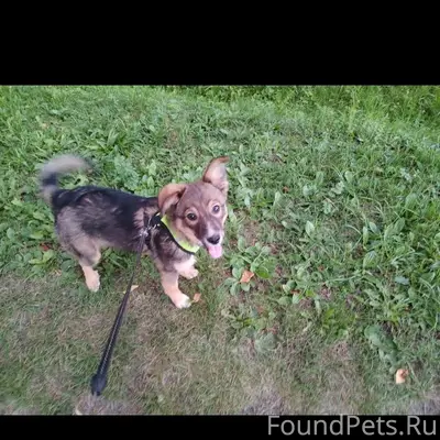 Пропала собака, была в красном ошейнике