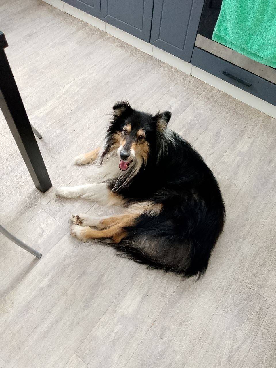 Пропал колли Нуф, район гибдд и пожарки