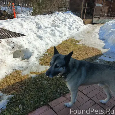 Найден кобель, похож на норвежскую лайку, Михалево