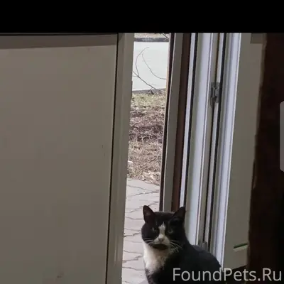 Пропала кошка, парк на автозаводе