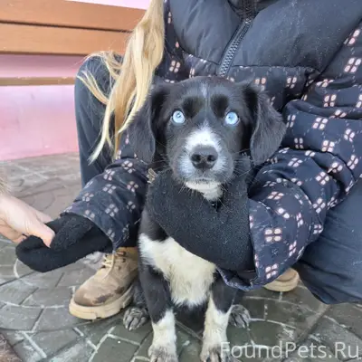 Найдена собака, район кзкт