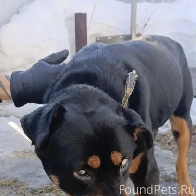 Найден пожилой пёс, лес