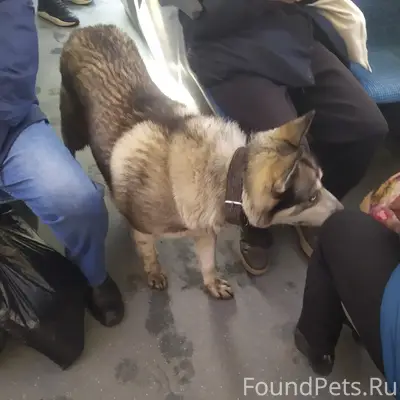 Найден пёс, Ярославль