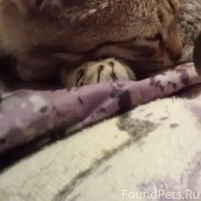 Пропал кот Лео, ул. Пушкина