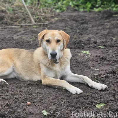 Пропала русская гончая, р-н школы 6