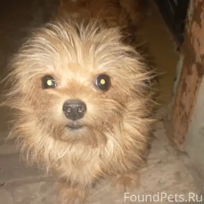 Пропала собака Бусинка, Западная и Заводская 30