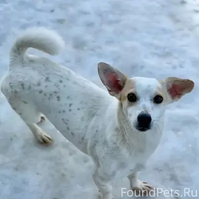 Пропала метис джек-рассел-терьера, район машзавода