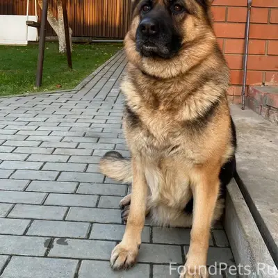 Пропал пёс Гера, Цибино