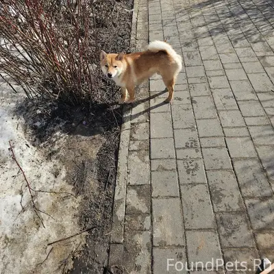 Найден сиба ину, Нижний Новгород, мкр. Гордеевский