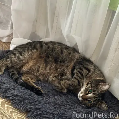 Пропала полосатая кошка, мкр. Северо-Задонск