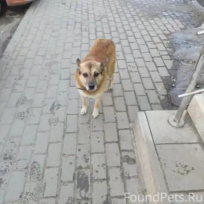 Найденна собака, 909 квартал