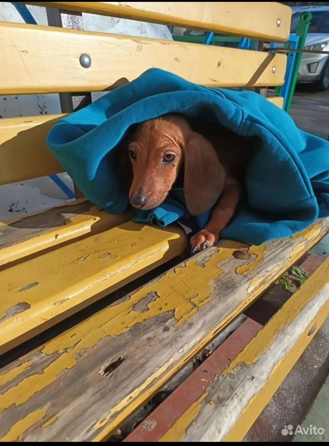 Найден щенок таксы, Тула