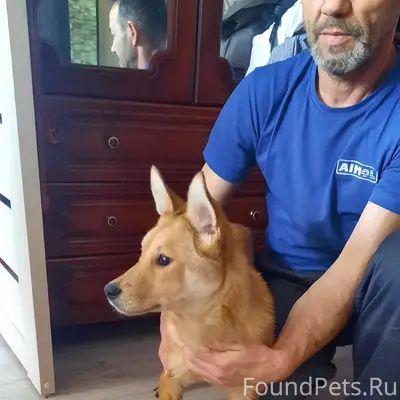 Найденна собака, Заволжская, Яна Кульпе, Юрия Беленогова