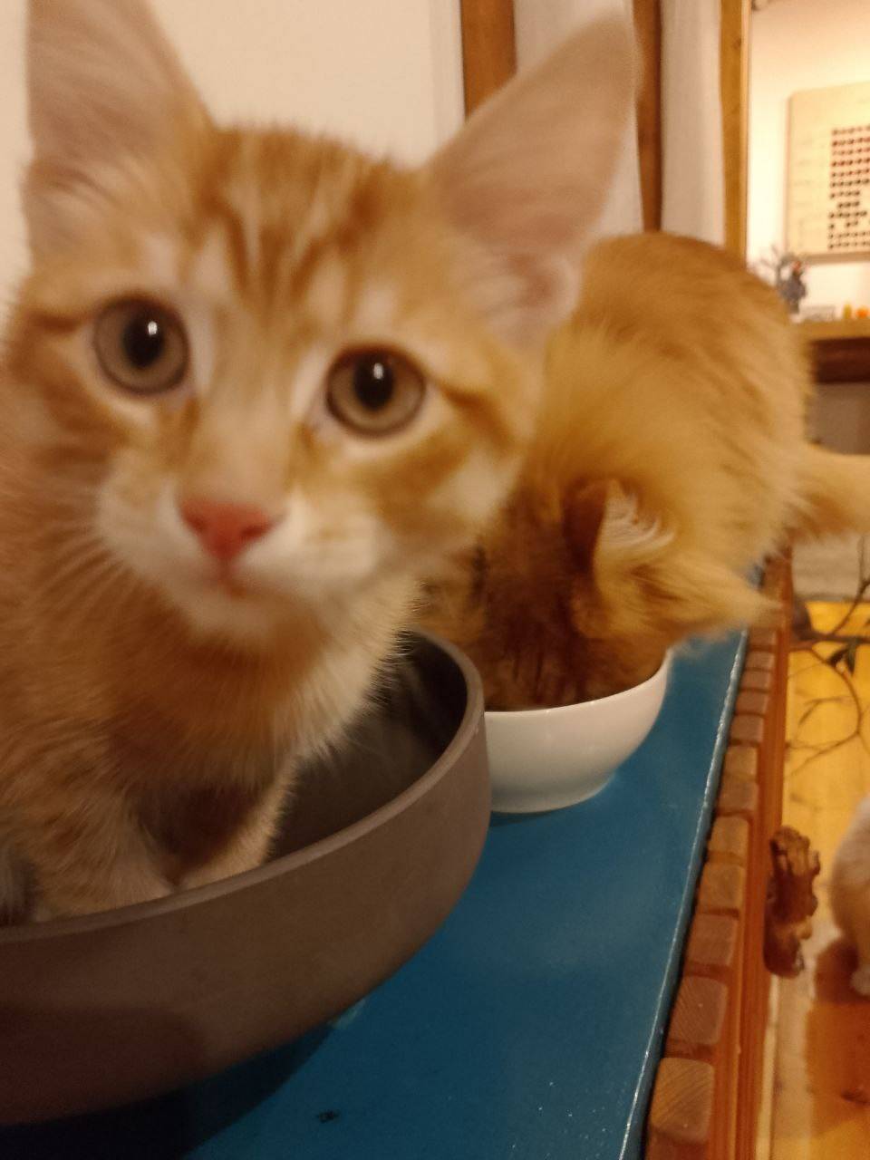 Пропал рыжий котёнок, район улиц Труда и Дружбы