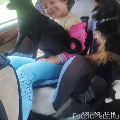 Пропала собака Чика, 26 квартал, Ангарск