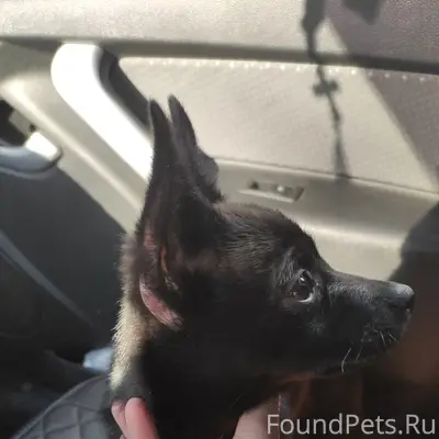 Пропала собака,